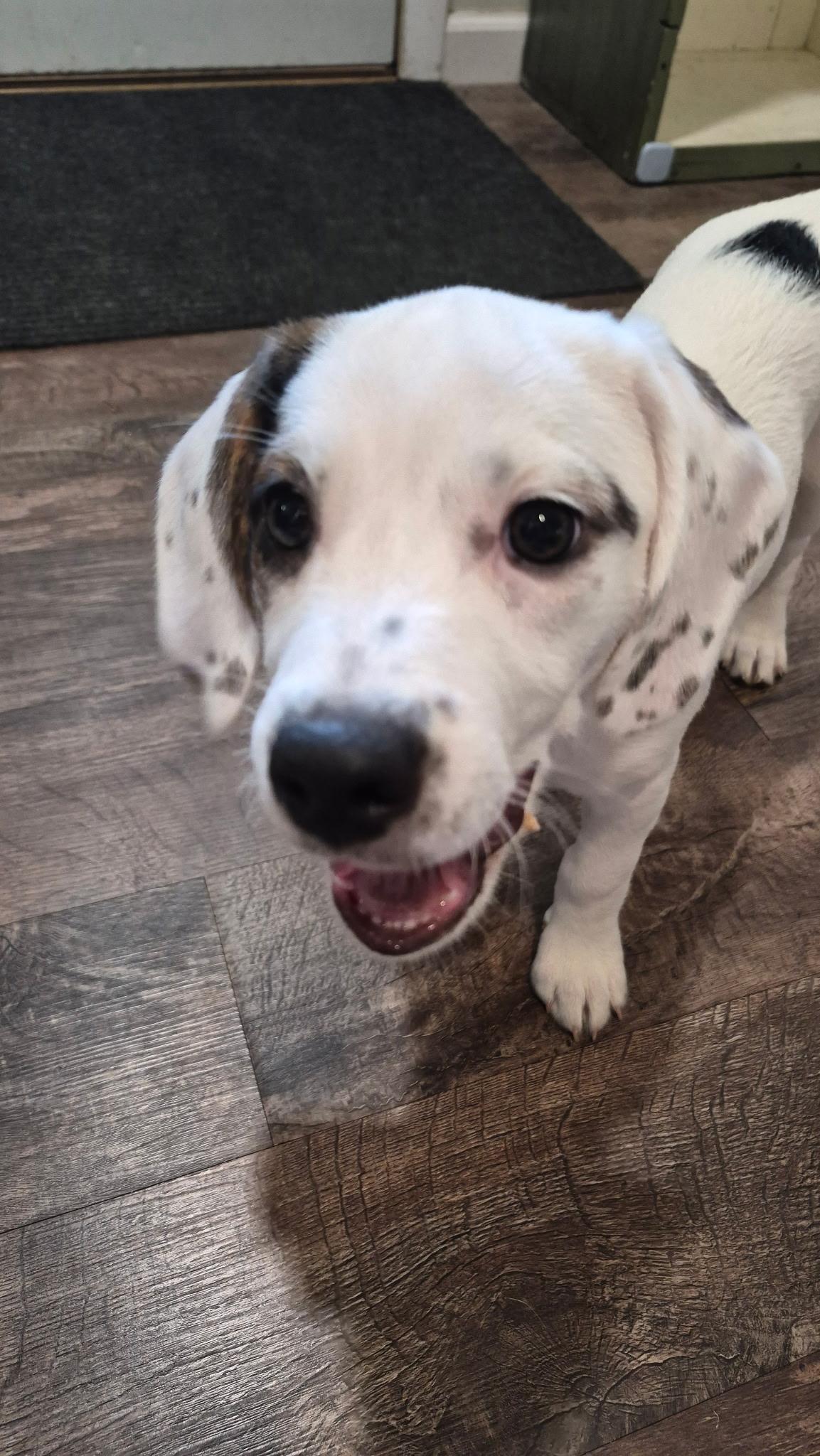 Arizona, a ADOPTABLE mixed breed in Crystal Lake, IL image 5/5