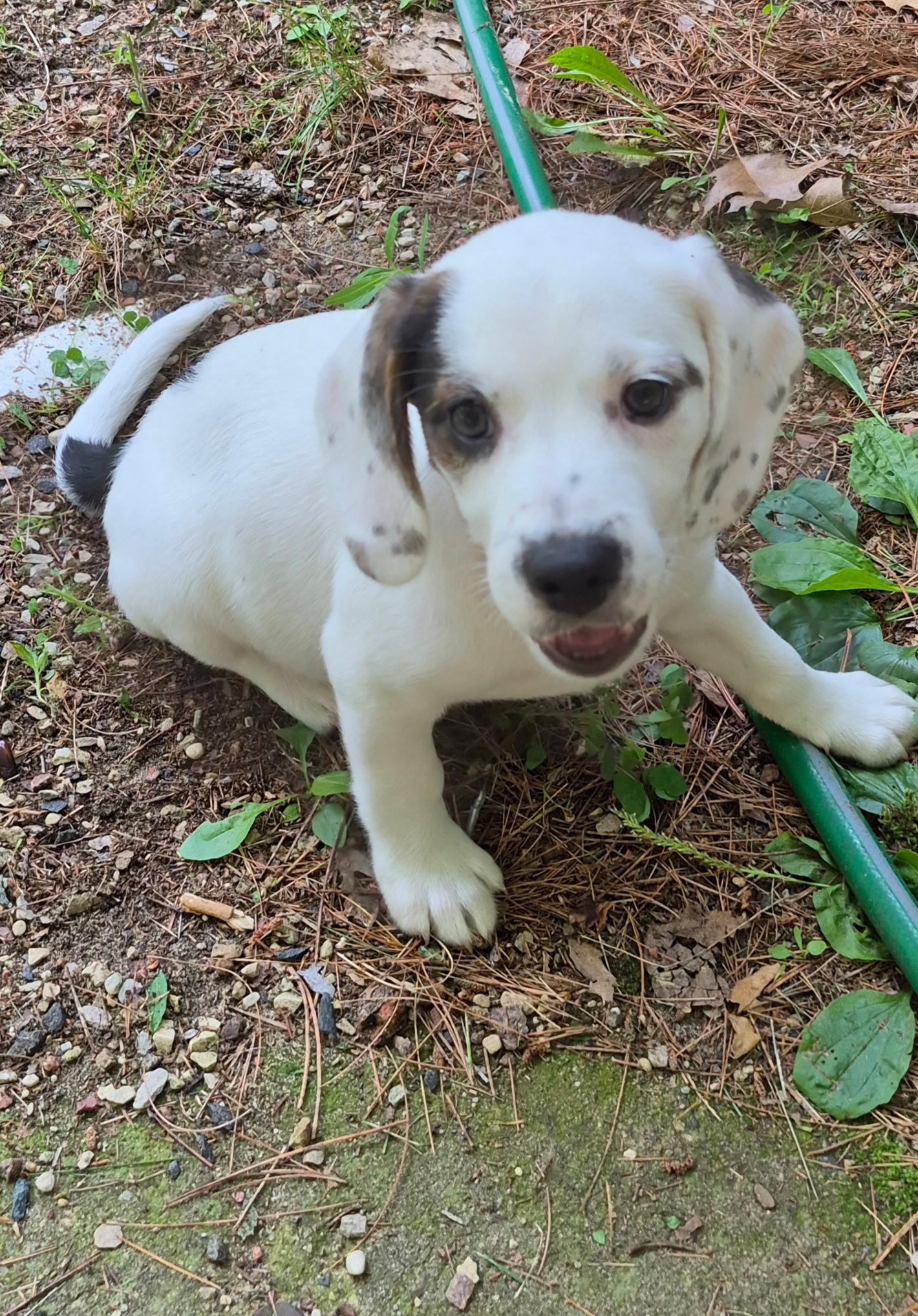 Arizona, a ADOPTABLE mixed breed in Crystal Lake, IL image 4/5