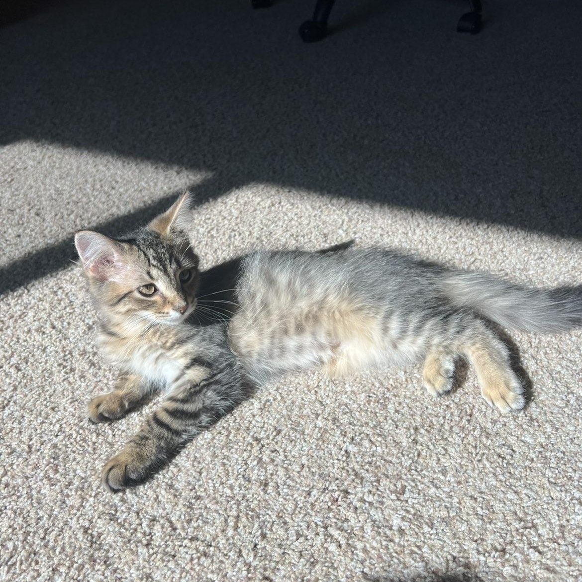 Bumi, a ADOPTABLE Domestic Medium Hair in Pardeeville, WI image 3/3
