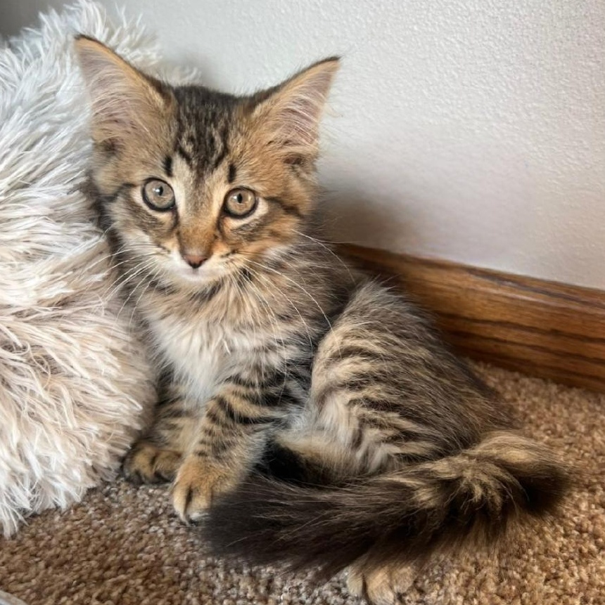 Bumi, ADOPTABLE, Kitten Male Domestic Medium Hair.