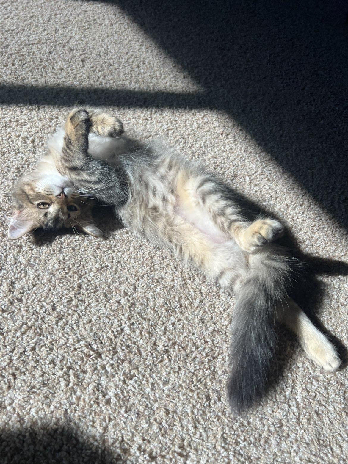 Bumi, a ADOPTABLE Domestic Medium Hair in Pardeeville, WI image 2/3