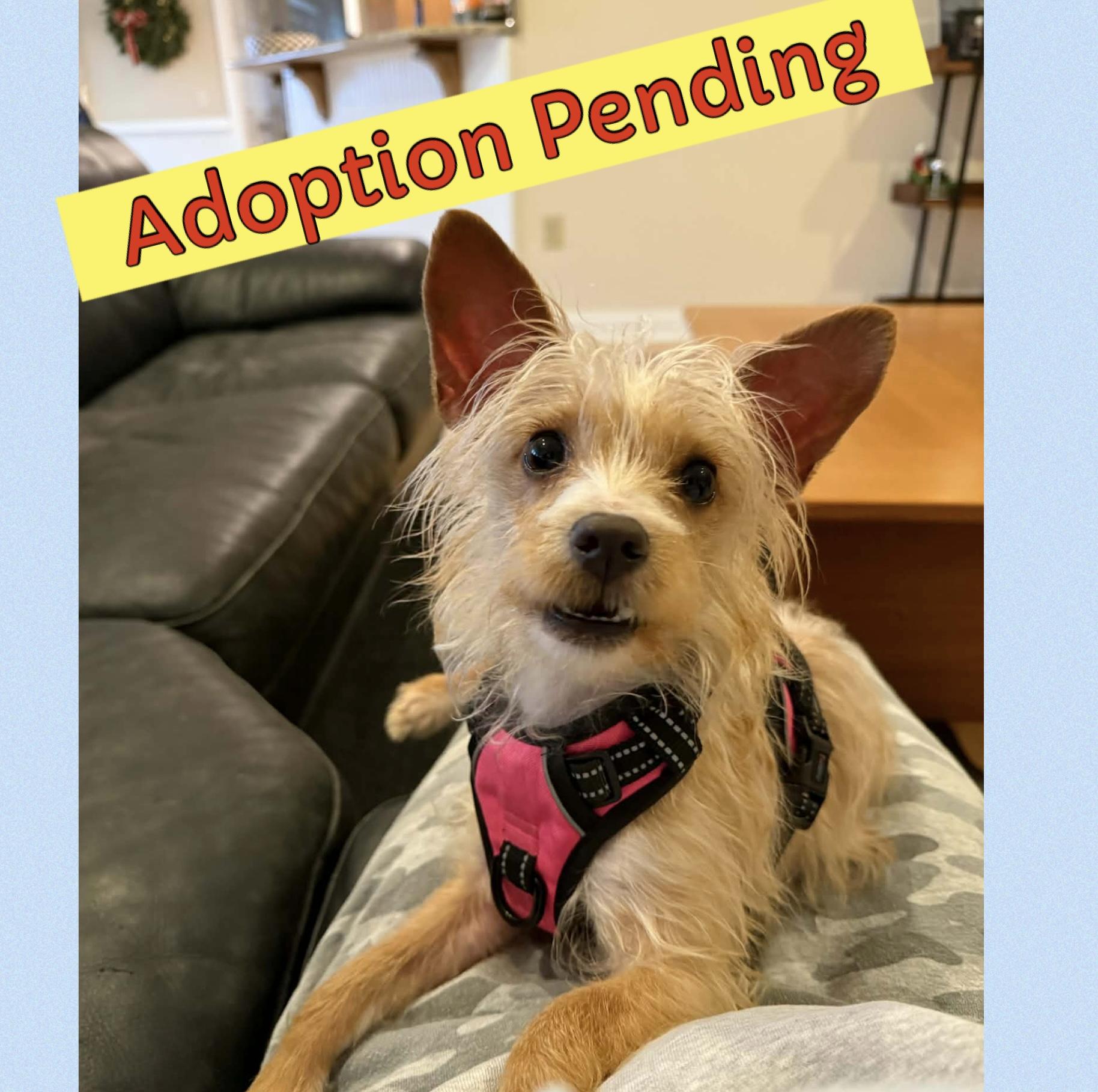 Enlarge Biscuit , an adopted mixed breed in Blanch, NC image 1/6