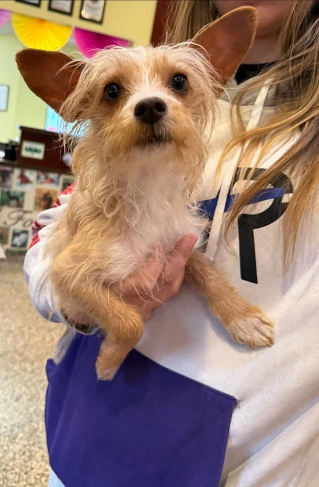 Enlarge Biscuit , an adopted mixed breed in Blanch, NC image 6/6