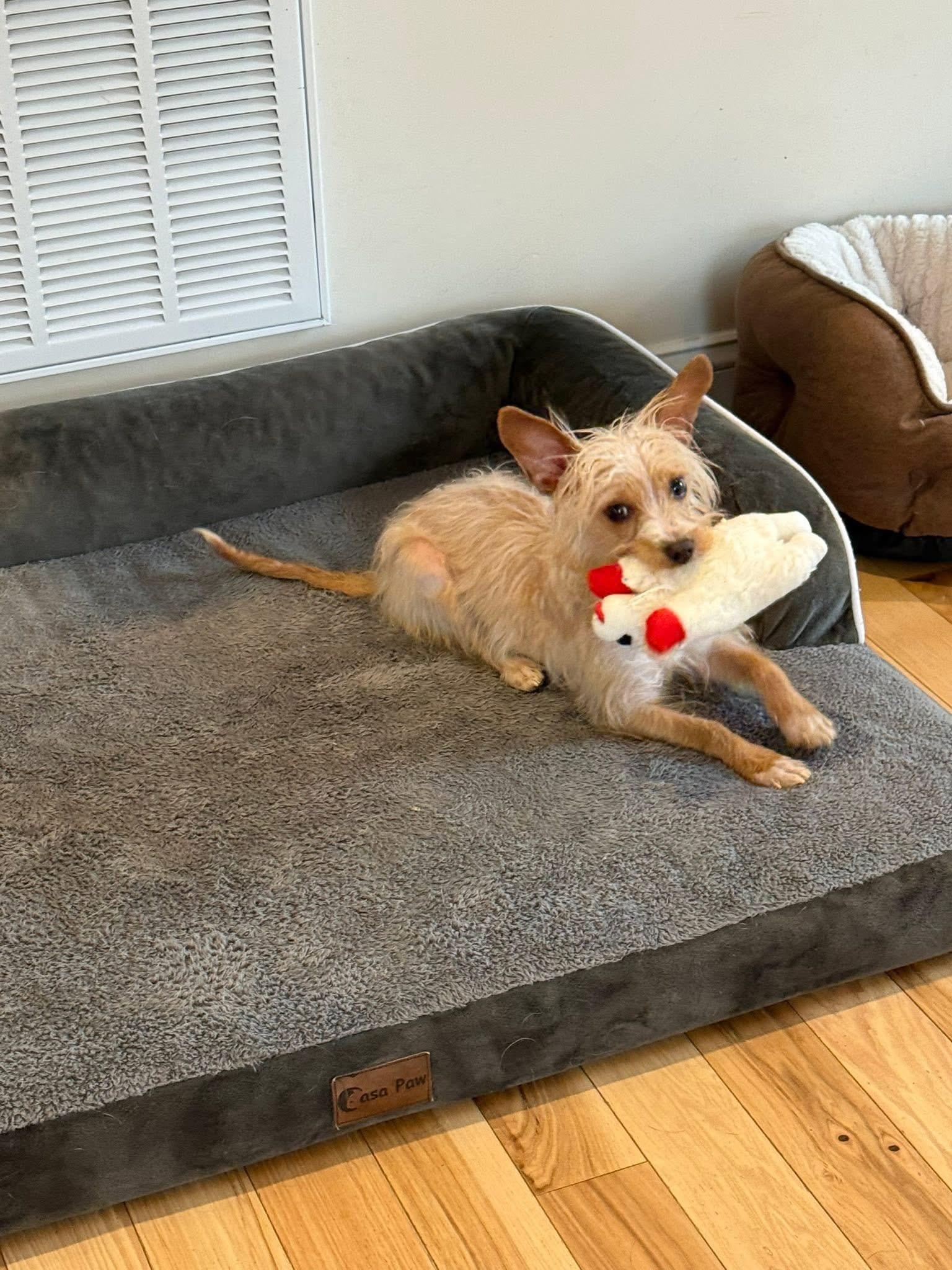 Enlarge Biscuit , an adopted mixed breed in Blanch, NC image 4/6
