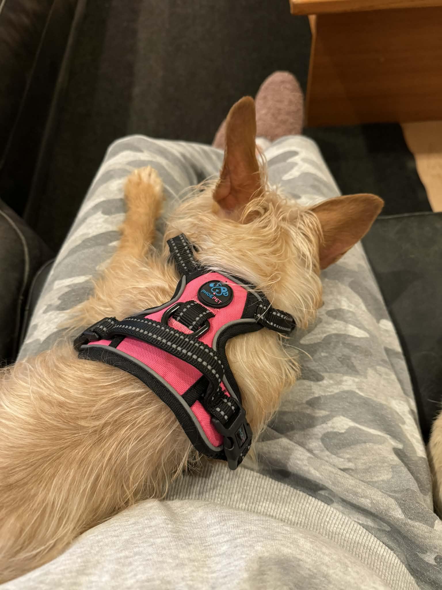 Enlarge Biscuit , an adopted mixed breed in Blanch, NC image 2/6