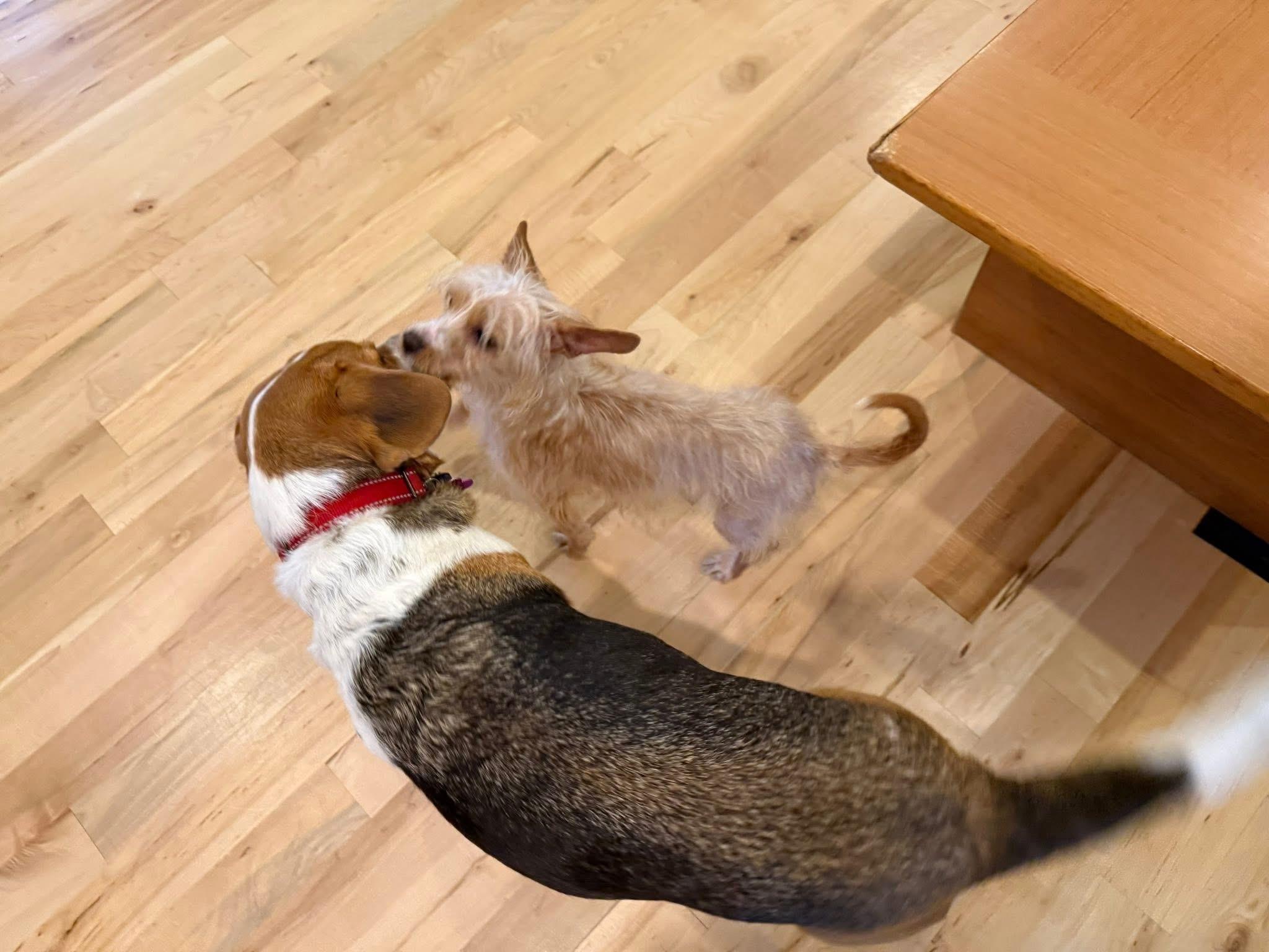 Enlarge Biscuit , an adopted mixed breed in Blanch, NC image 5/6