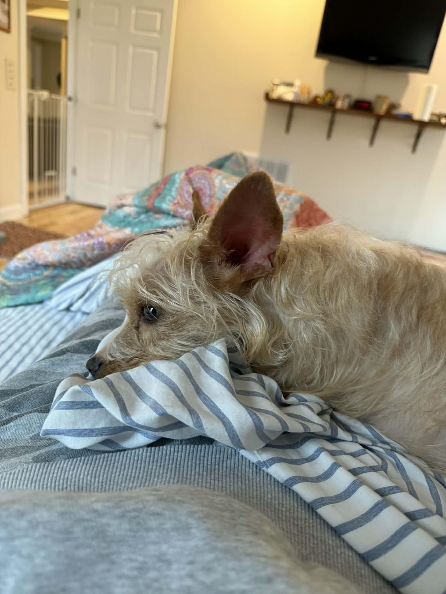 Enlarge Biscuit , an adopted mixed breed in Blanch, NC image 3/6