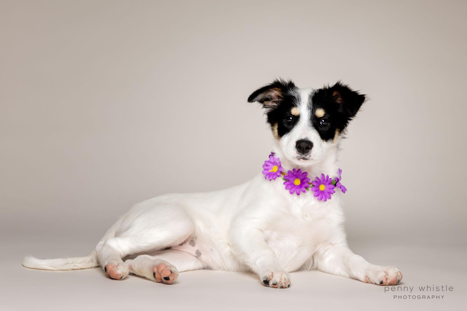 Enlarge Lucy , an adopted mixed breed in Coppell, TX image 4/4