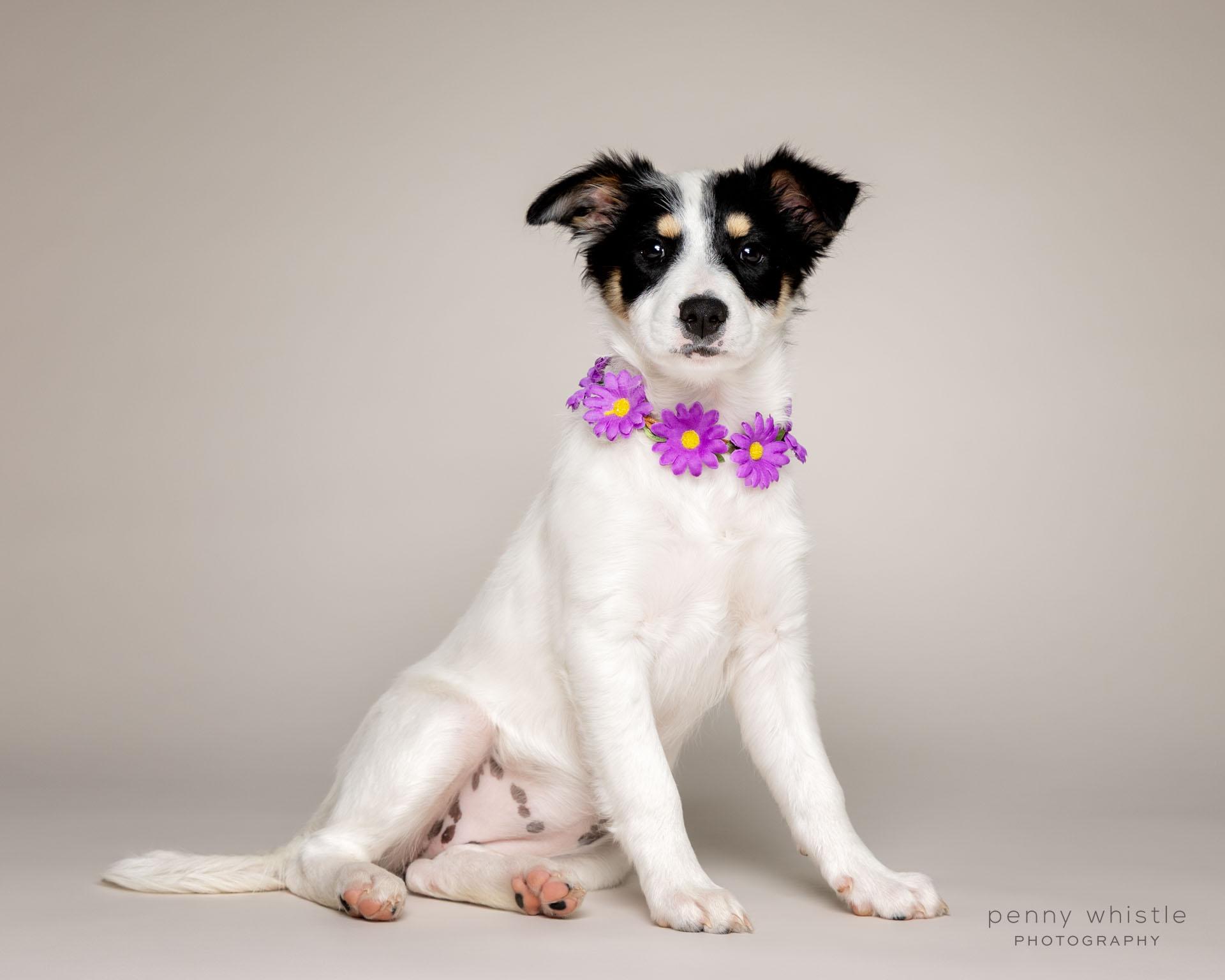 Lucy , adopted, Puppy Female Terrier & Mixed Breed.