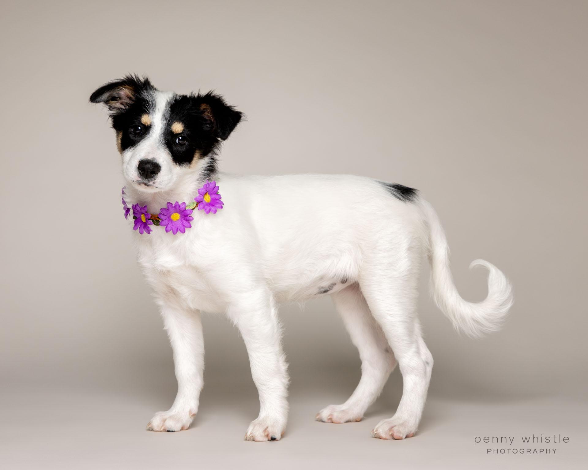 Enlarge Lucy , an adopted mixed breed in Coppell, TX image 3/4