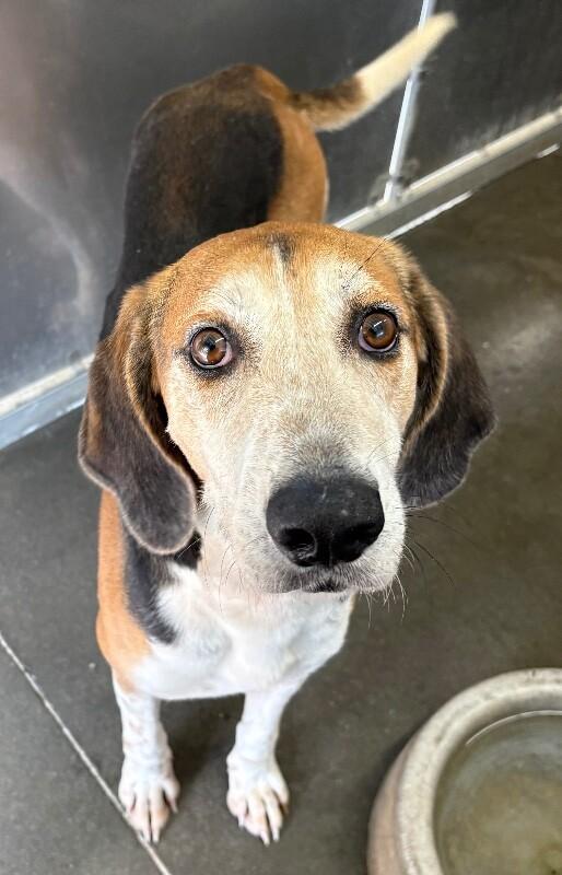 Enlarge Batman, a Adoptable Treeing Walker Coonhound in Burgaw, NC image 3/4