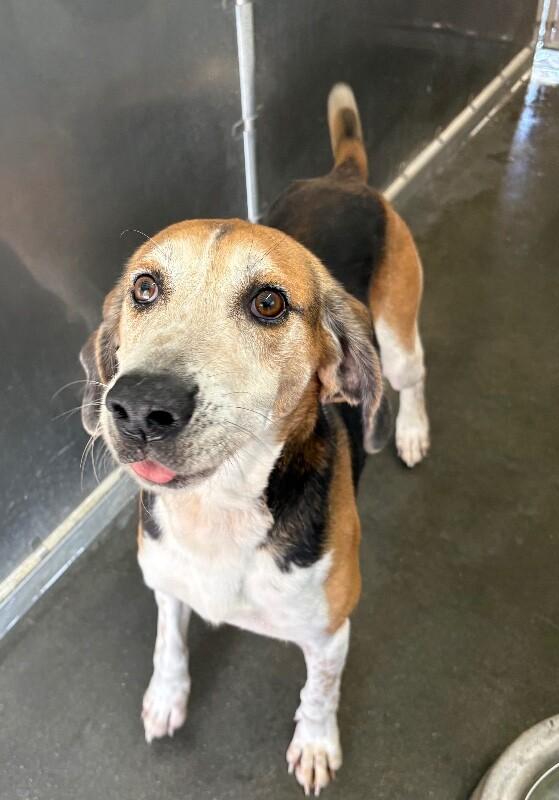 Enlarge Batman, a Adoptable Treeing Walker Coonhound in Burgaw, NC image 4/4