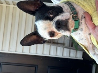 Winnie, a Adopted Boston Terrier in Minneapolis, MN image 2/3