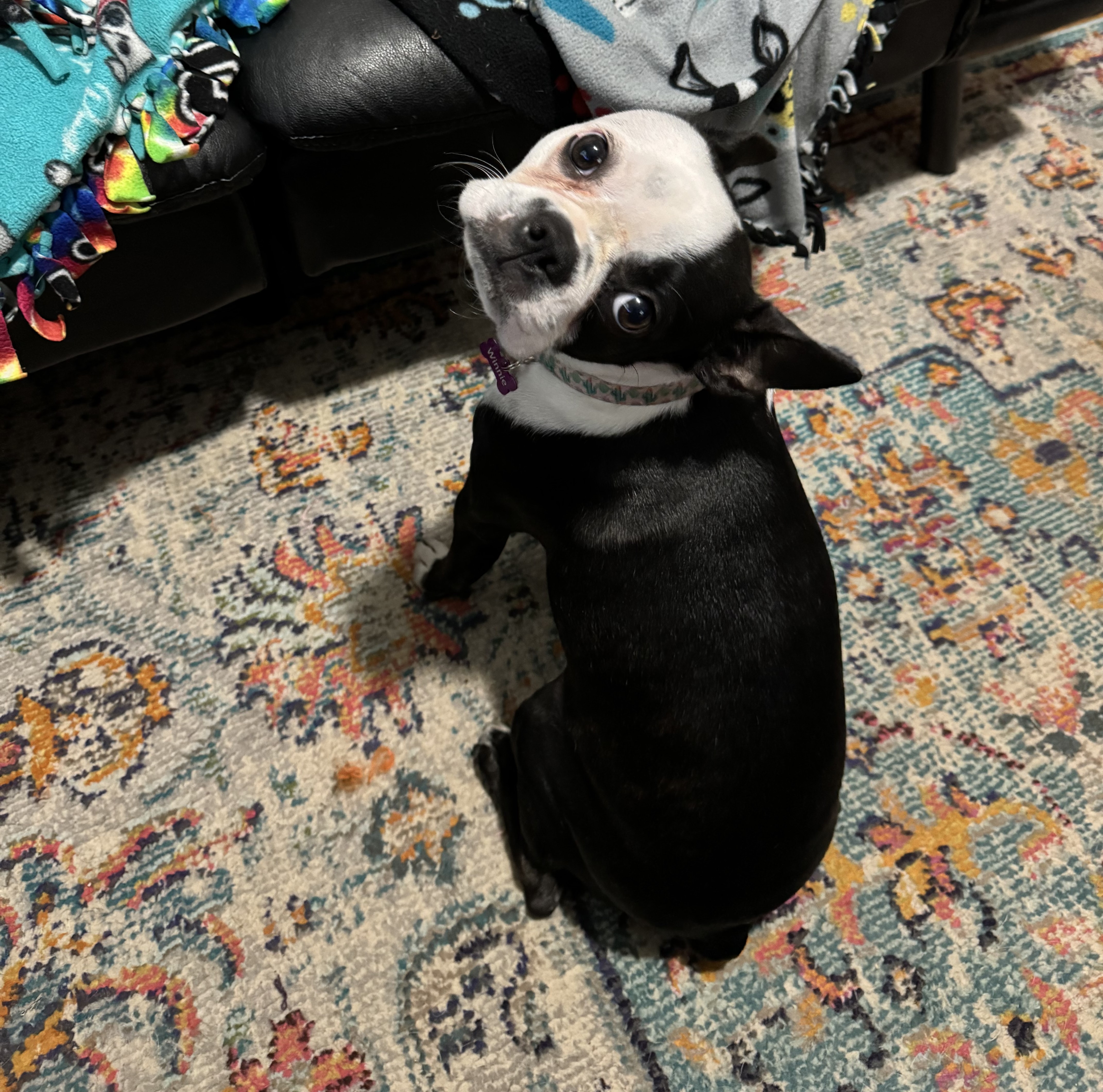 Winnie, a Adopted Boston Terrier in Minneapolis, MN image 3/3