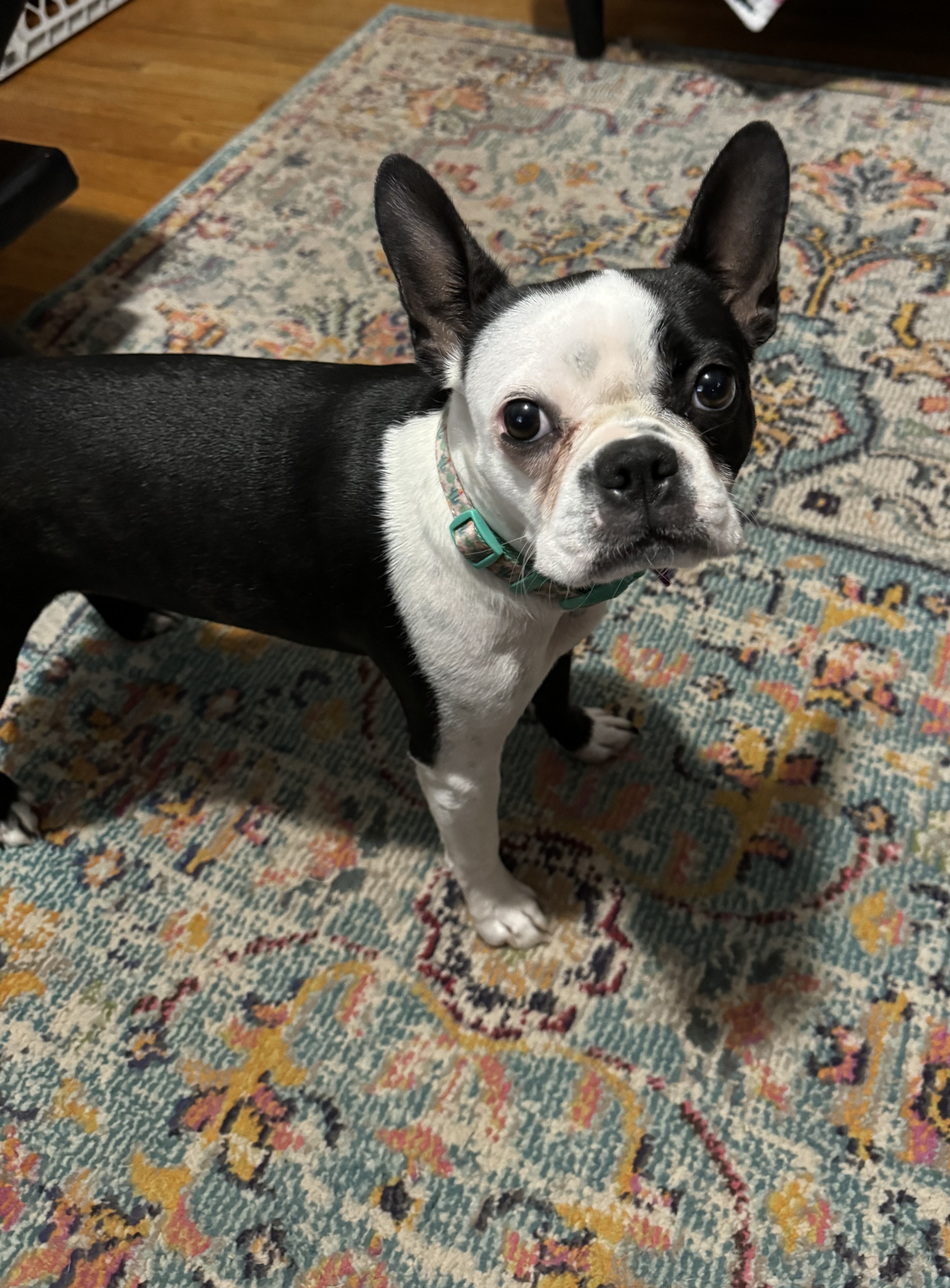 Winnie, Adopted, Young Female Boston Terrier.