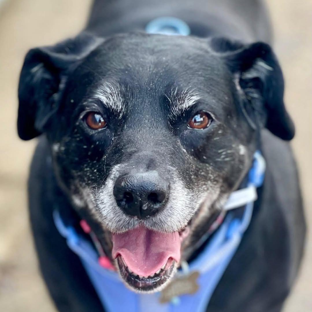 Spirit, adopted, Senior Female Labrador Retriever.