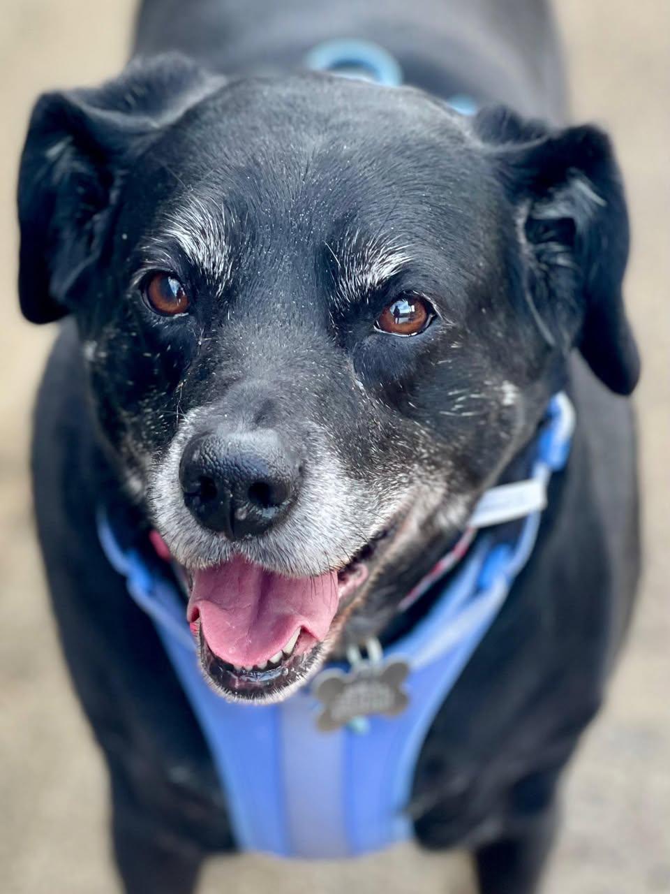 Enlarge Spirit, an adopted mixed breed in Freeport, NY image 2/2