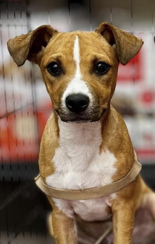 Benedict, a Adoptable Terrier in Athens, OH image 1/2
