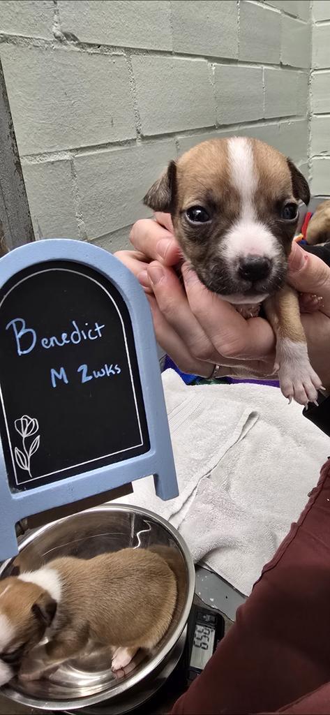 Benedict, a Adoptable Terrier in Athens, OH image 2/2