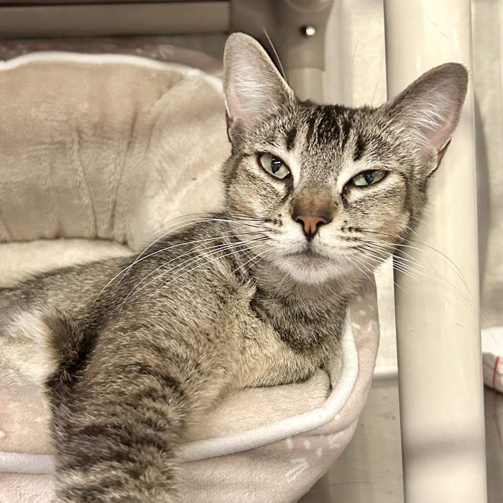 Chiquita*, Adoptable, Adult Female Domestic Short Hair.