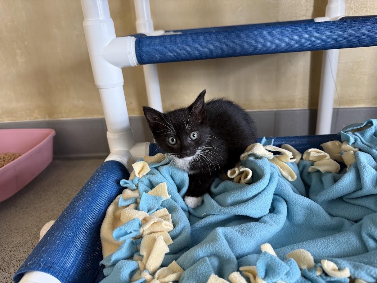 Enlarge Harlem, a Adopted Domestic Short Hair in Berkeley, CA image 1/2