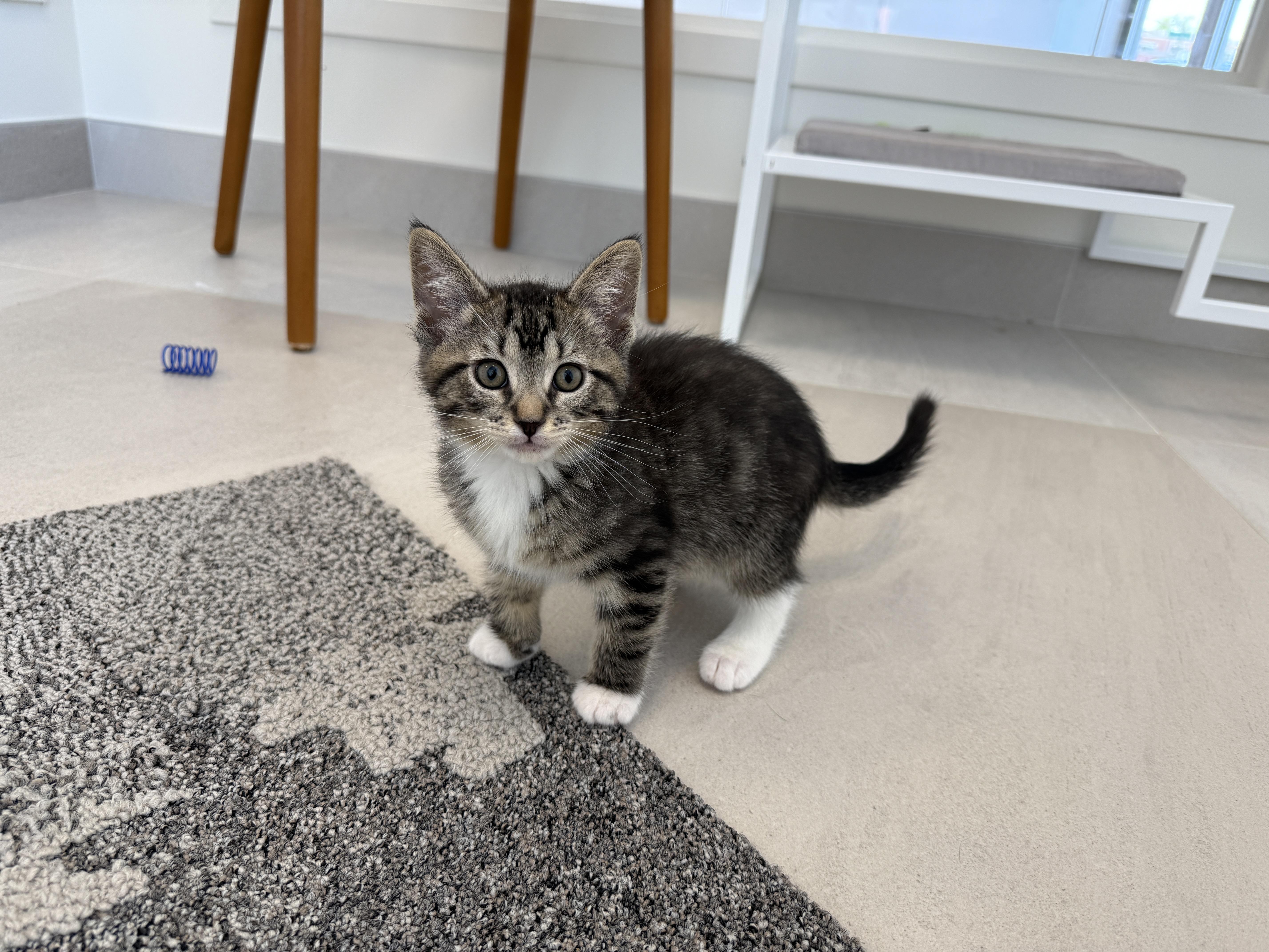 Robby, adopted, Kitten Male Domestic Short Hair.