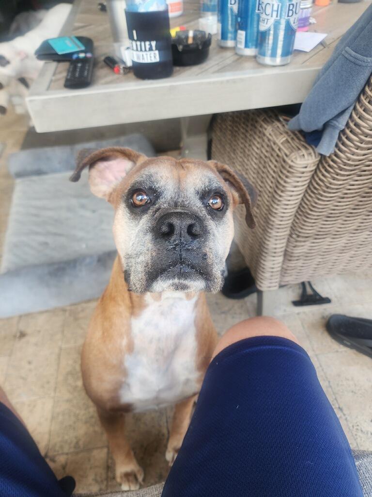 Mack, Adopted, Senior Male Boxer.