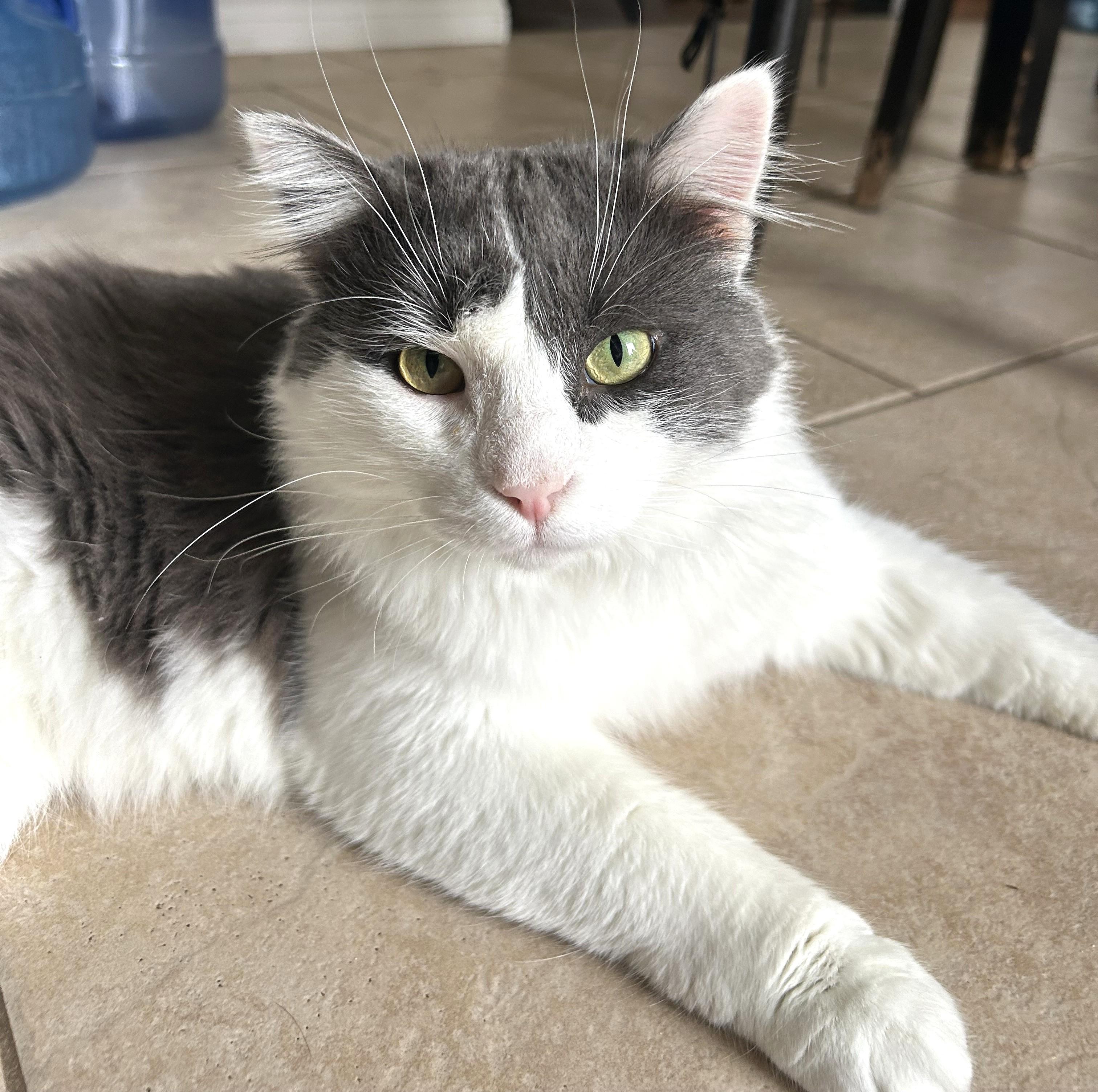 Doug Boy, ADOPTABLE, Adult Male Tabby.