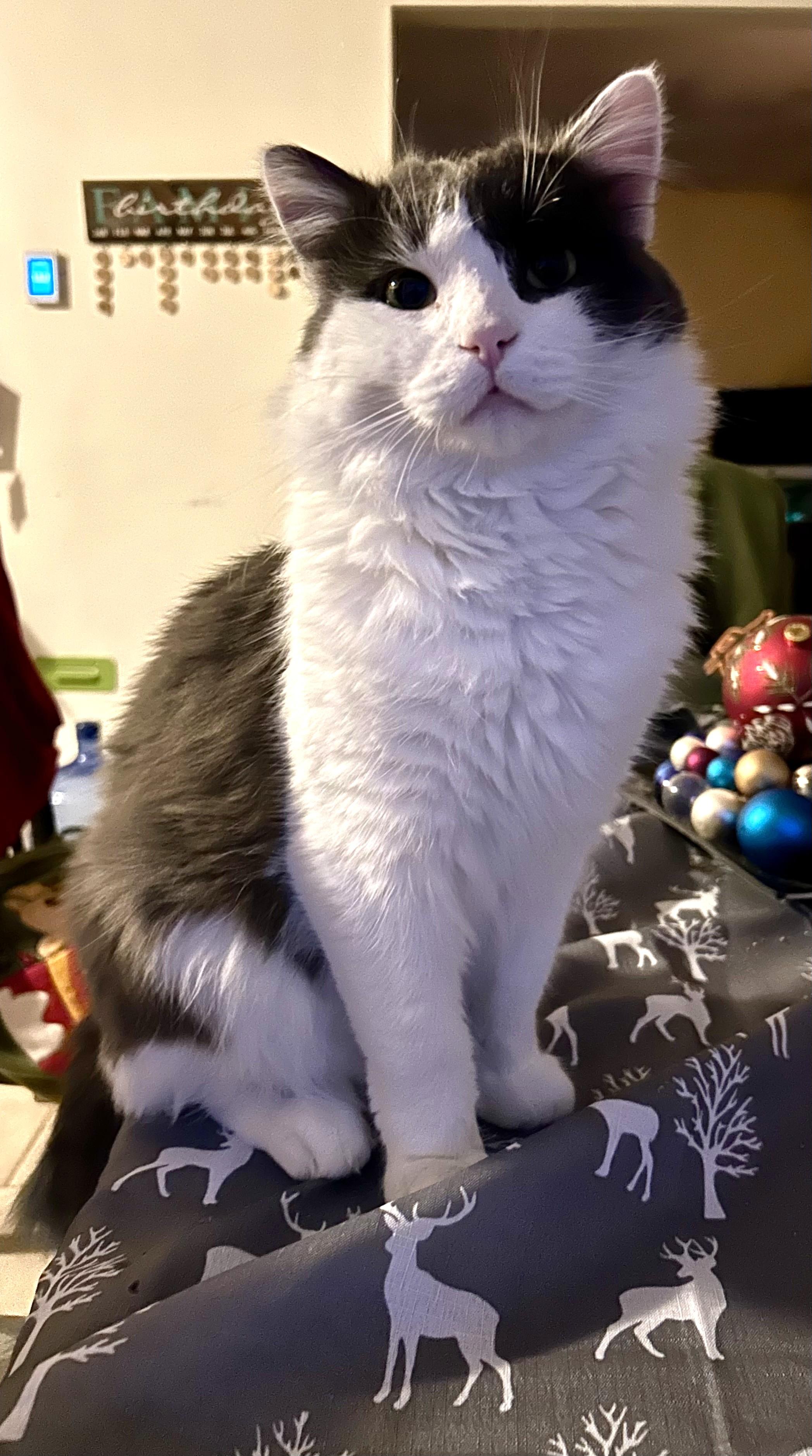 Doug Boy, a ADOPTABLE Tabby in Stoney Creek, ON image 2/5