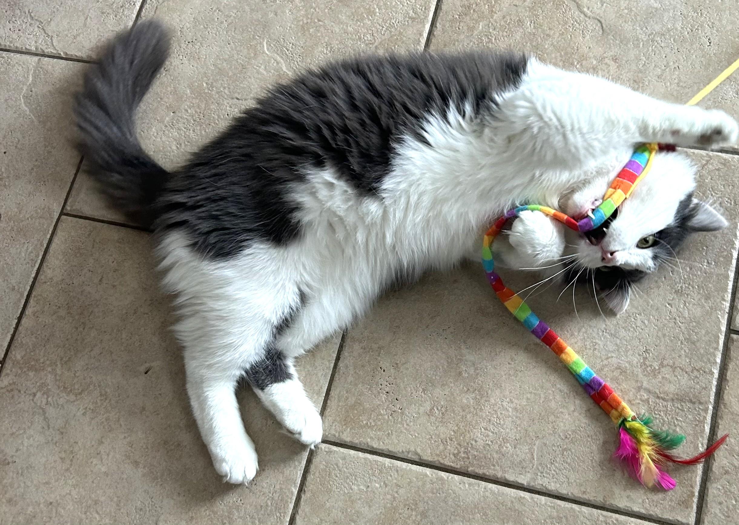 Doug Boy, a ADOPTABLE Tabby in Stoney Creek, ON image 3/5