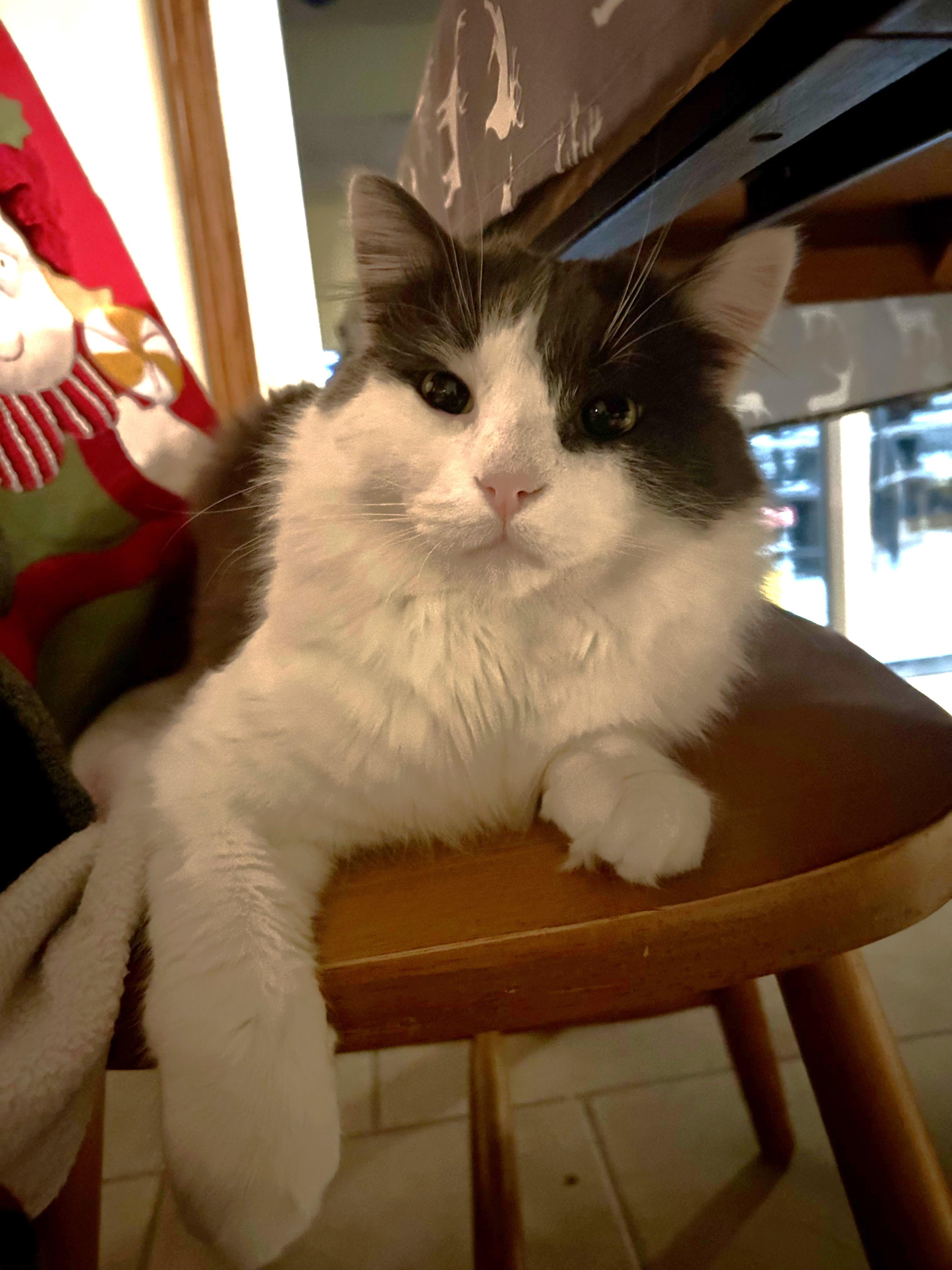 Doug Boy, a ADOPTABLE Tabby in Stoney Creek, ON image 4/5