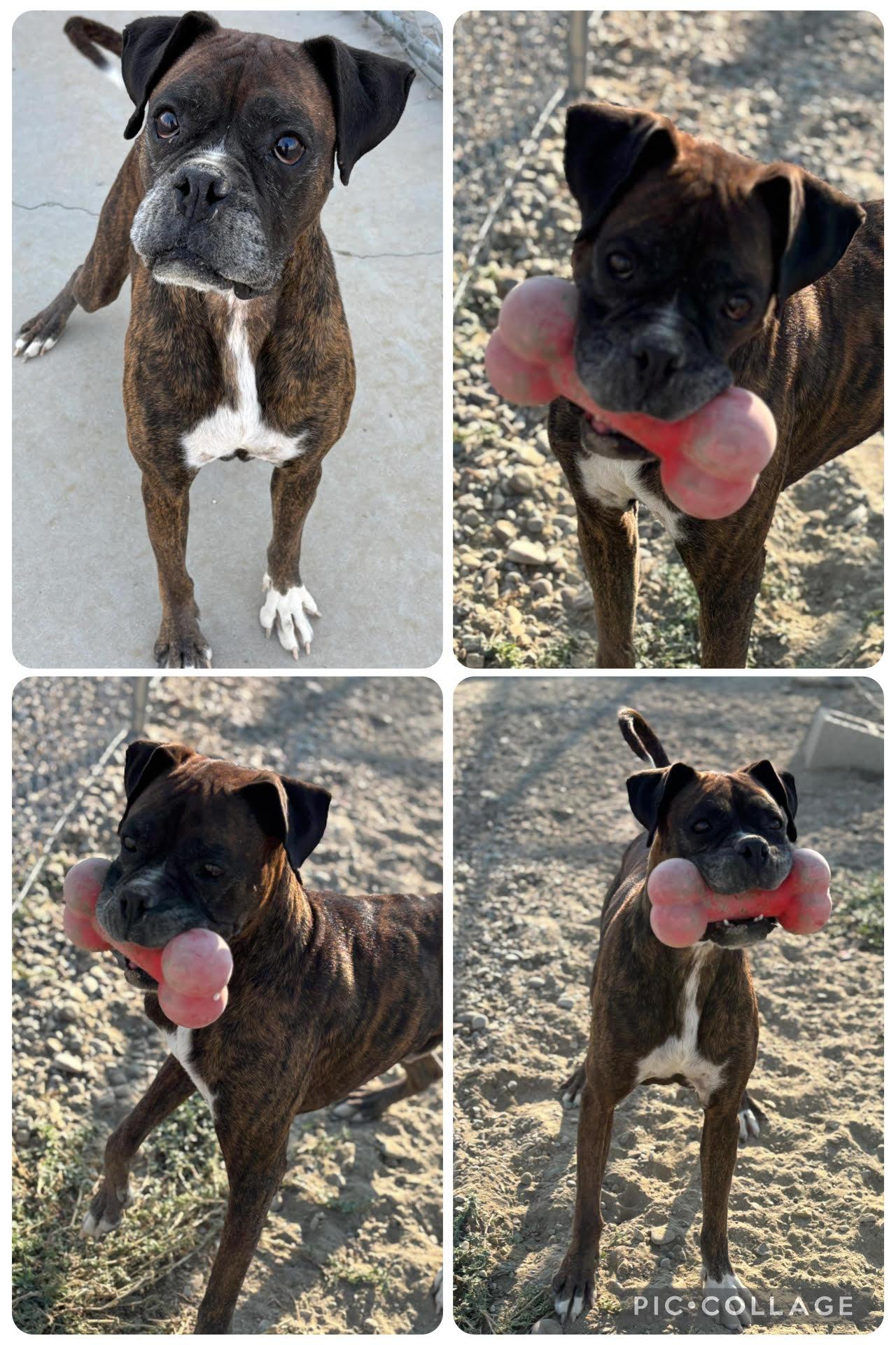 Roscoe