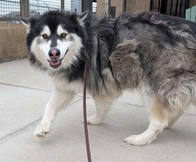 TOKYO, Adoptable, Adult Female Alaskan Malamute.