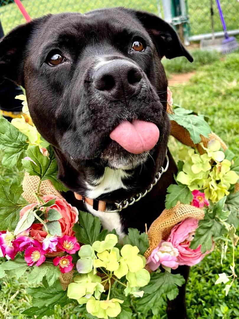Tiger Lily, a ADOPTABLE mixed breed in Culpeper, VA image 1/6