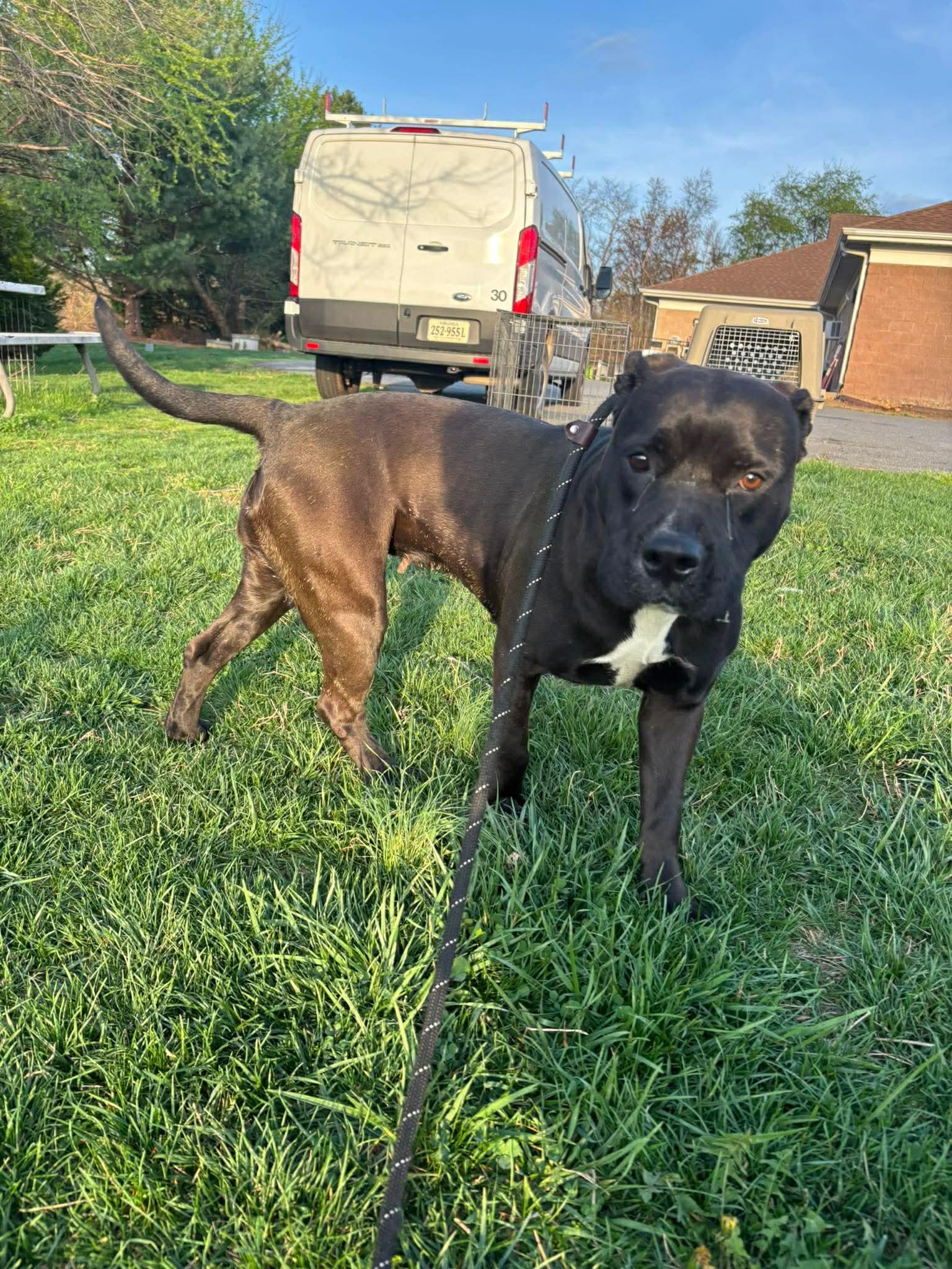 Enlarge Tiger Lily, a ADOPTABLE Pit Bull Terrier in Culpeper, VA image 1/2