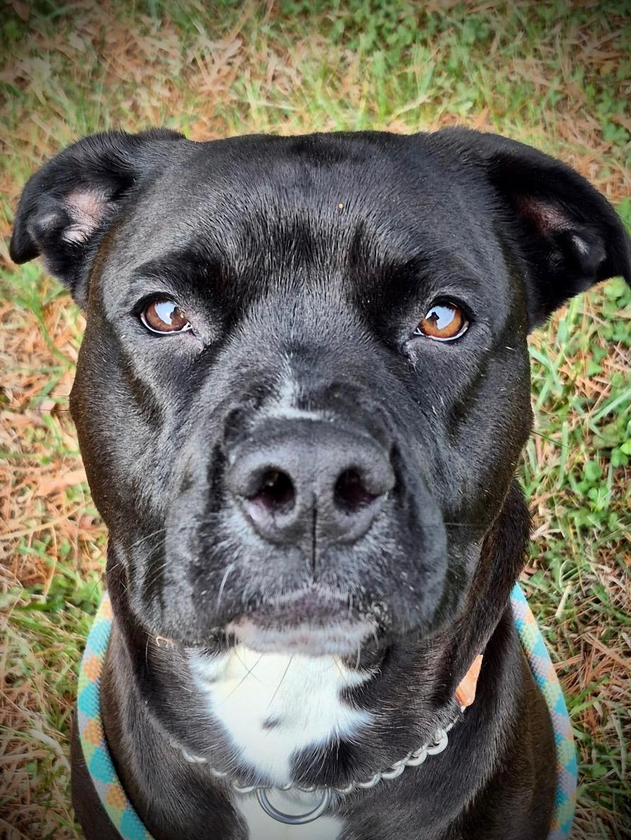 Tiger Lily, a ADOPTABLE mixed breed in Culpeper, VA image 2/6