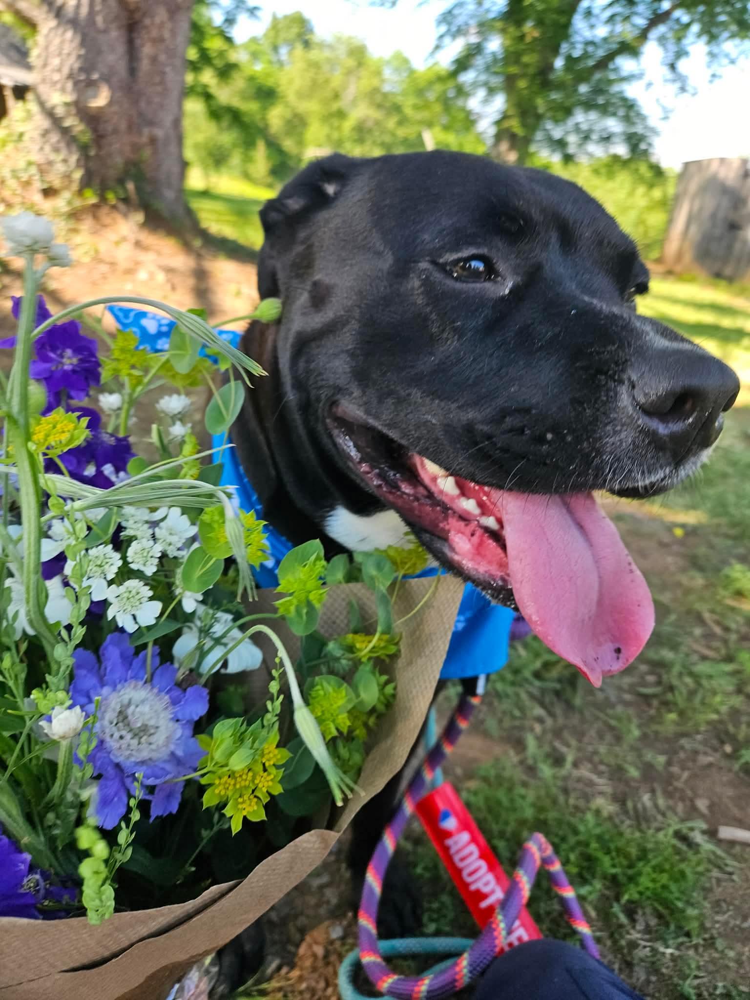 Tiger Lily, a ADOPTABLE mixed breed in Culpeper, VA image 5/6