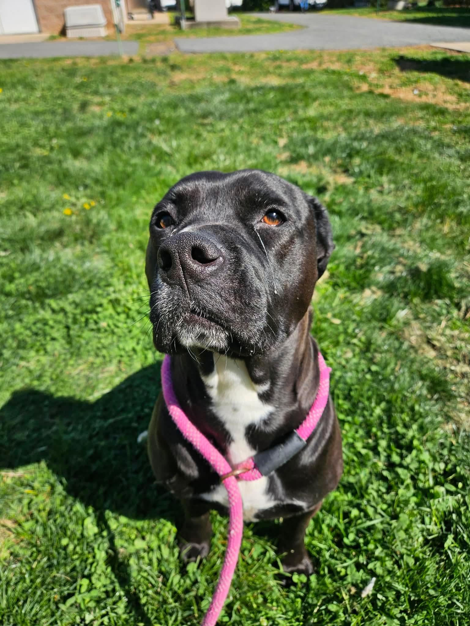 Enlarge Tiger Lily, a ADOPTABLE Pit Bull Terrier in Culpeper, VA image 2/2