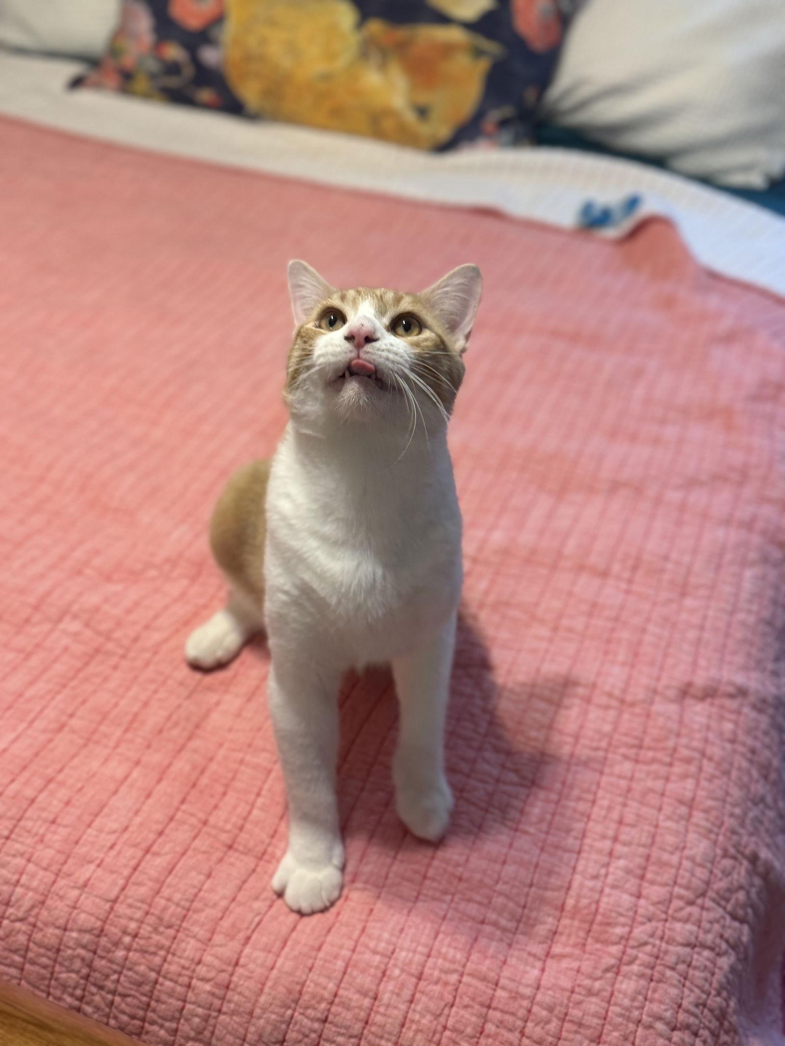 Enlarge Park, a Adoptable Domestic Short Hair in Broomall, PA image 1/3