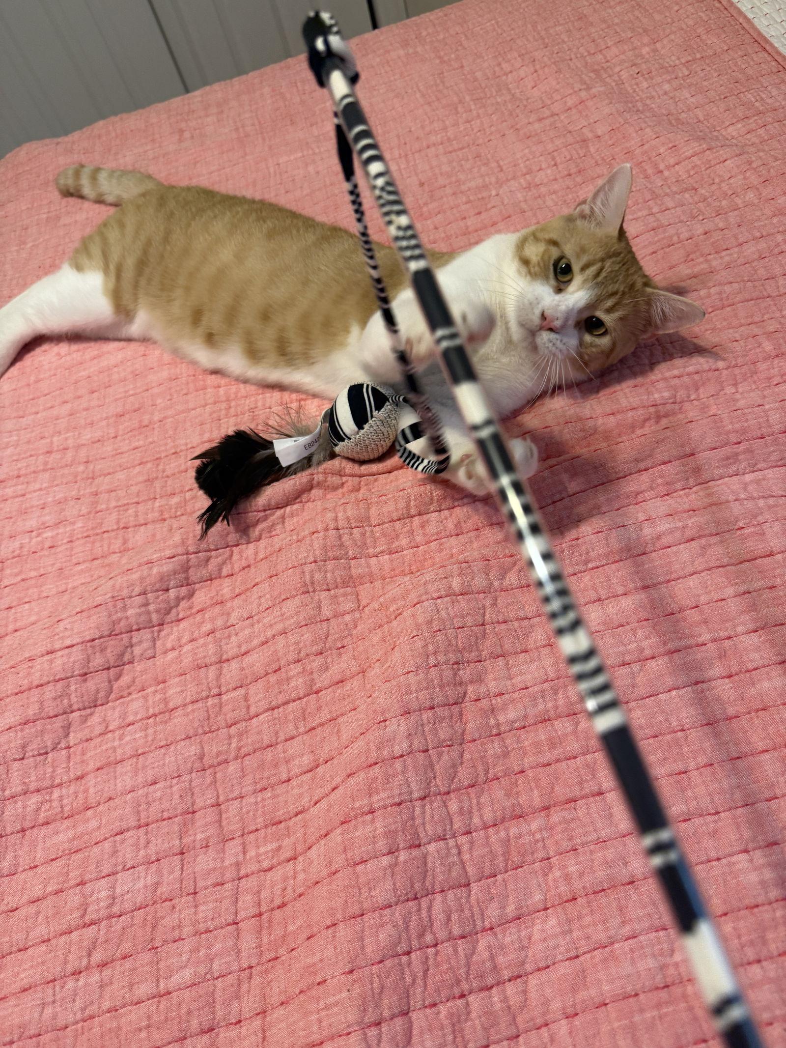 Enlarge Park, a Adoptable Domestic Short Hair in Broomall, PA image 3/3