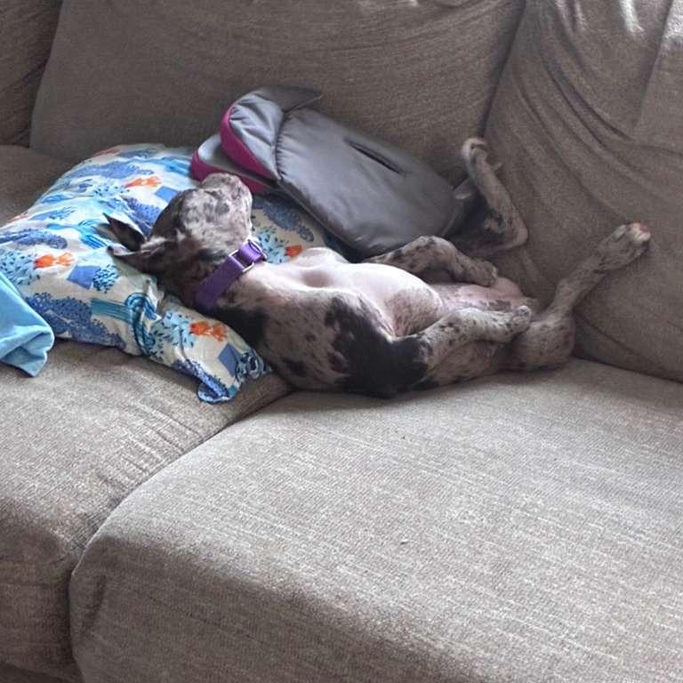 Enlarge Dottie, a Adoptable Catahoula Leopard Dog in New Fairfield, CT image 1/6