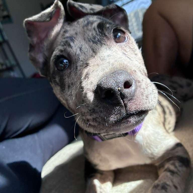 Enlarge Dottie, a Adoptable Catahoula Leopard Dog in New Fairfield, CT image 2/6