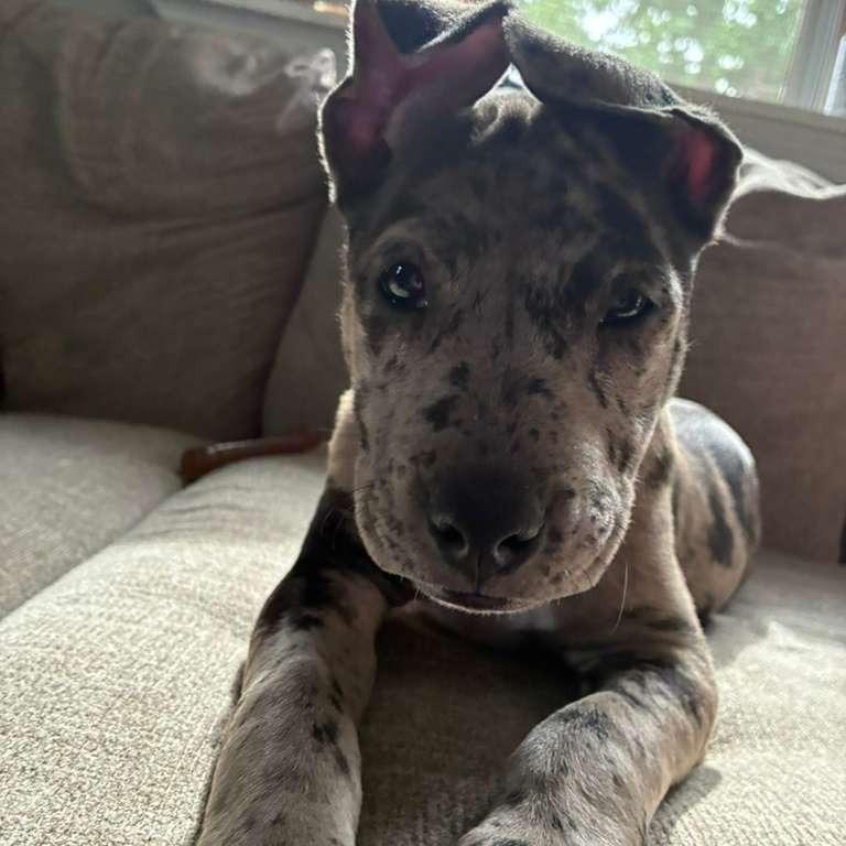 Enlarge Dottie, a Adoptable Catahoula Leopard Dog in New Fairfield, CT image 3/6
