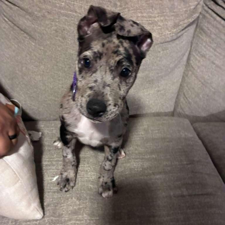 Enlarge Dottie, a Adoptable Catahoula Leopard Dog in New Fairfield, CT image 4/6