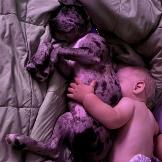 Enlarge Dottie, a Adoptable Catahoula Leopard Dog in New Fairfield, CT image 5/6