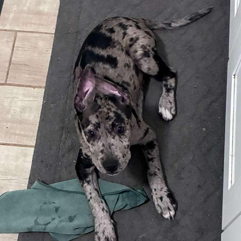 Enlarge Dottie, a Adoptable Catahoula Leopard Dog in New Fairfield, CT image 6/6