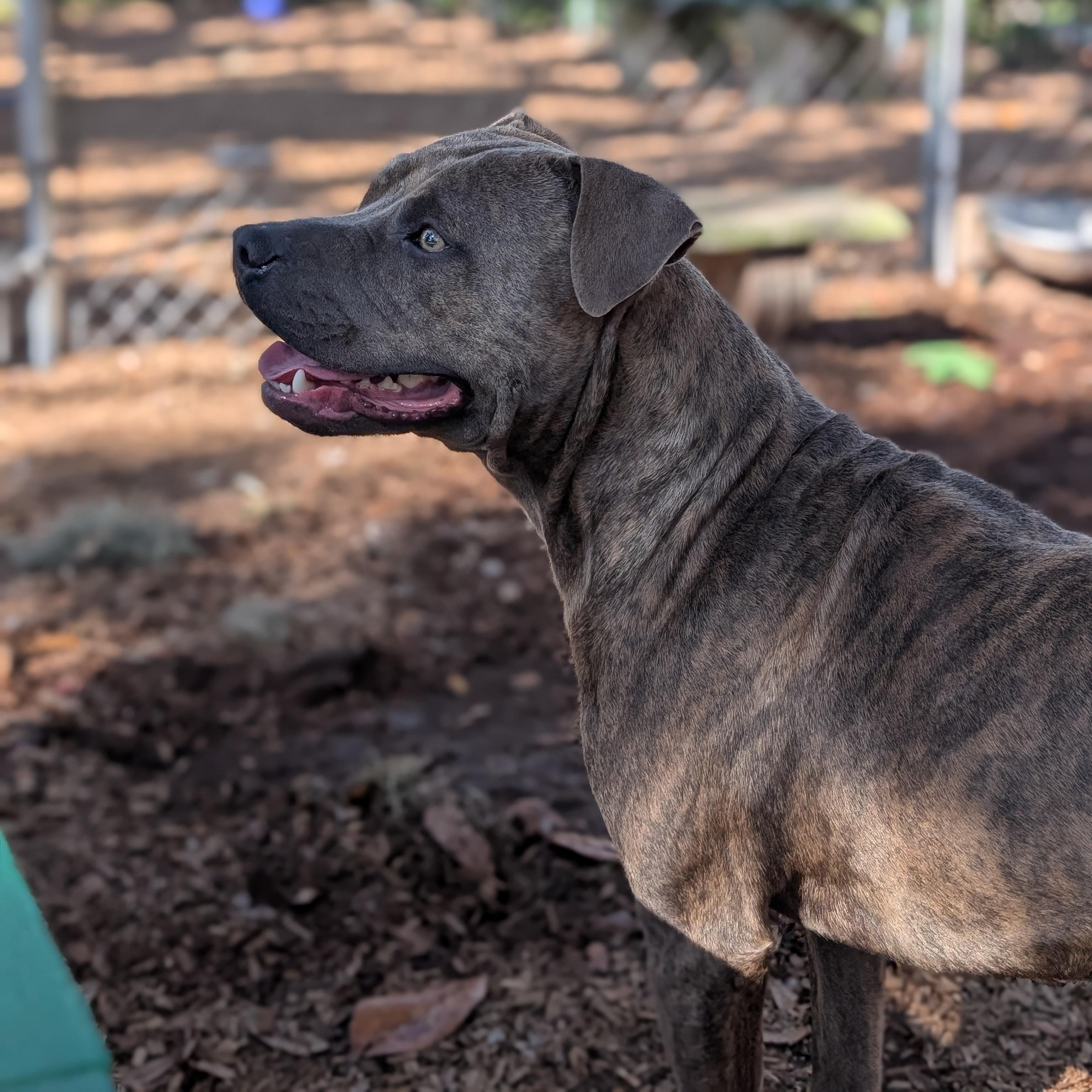 Enlarge Camo, a Adoptable mixed breed in St. Augustine, FL image 1/6