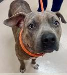 Enlarge Camo, a Adoptable mixed breed in St. Augustine, FL image 6/6