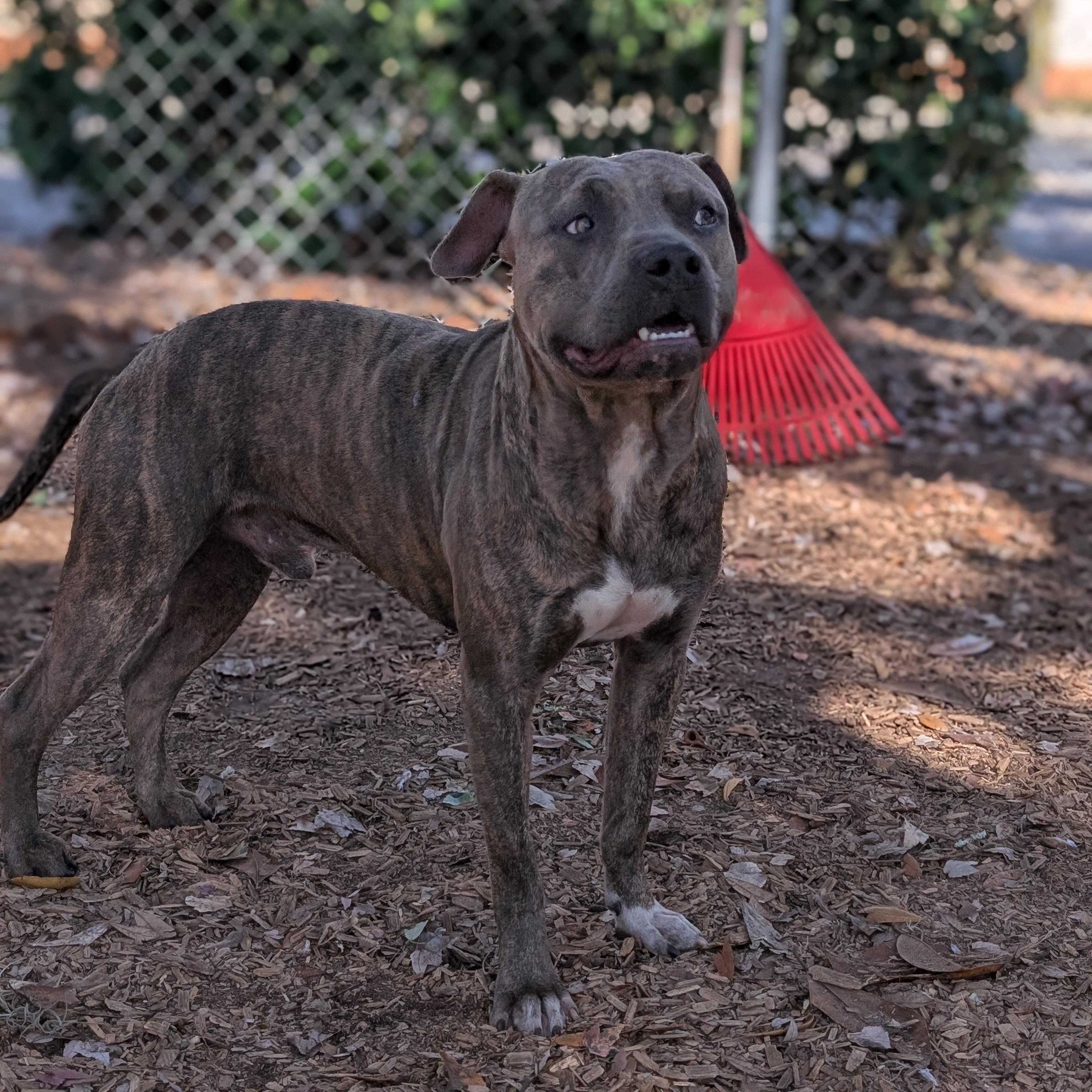 Enlarge Camo, a Adoptable mixed breed in St. Augustine, FL image 5/6