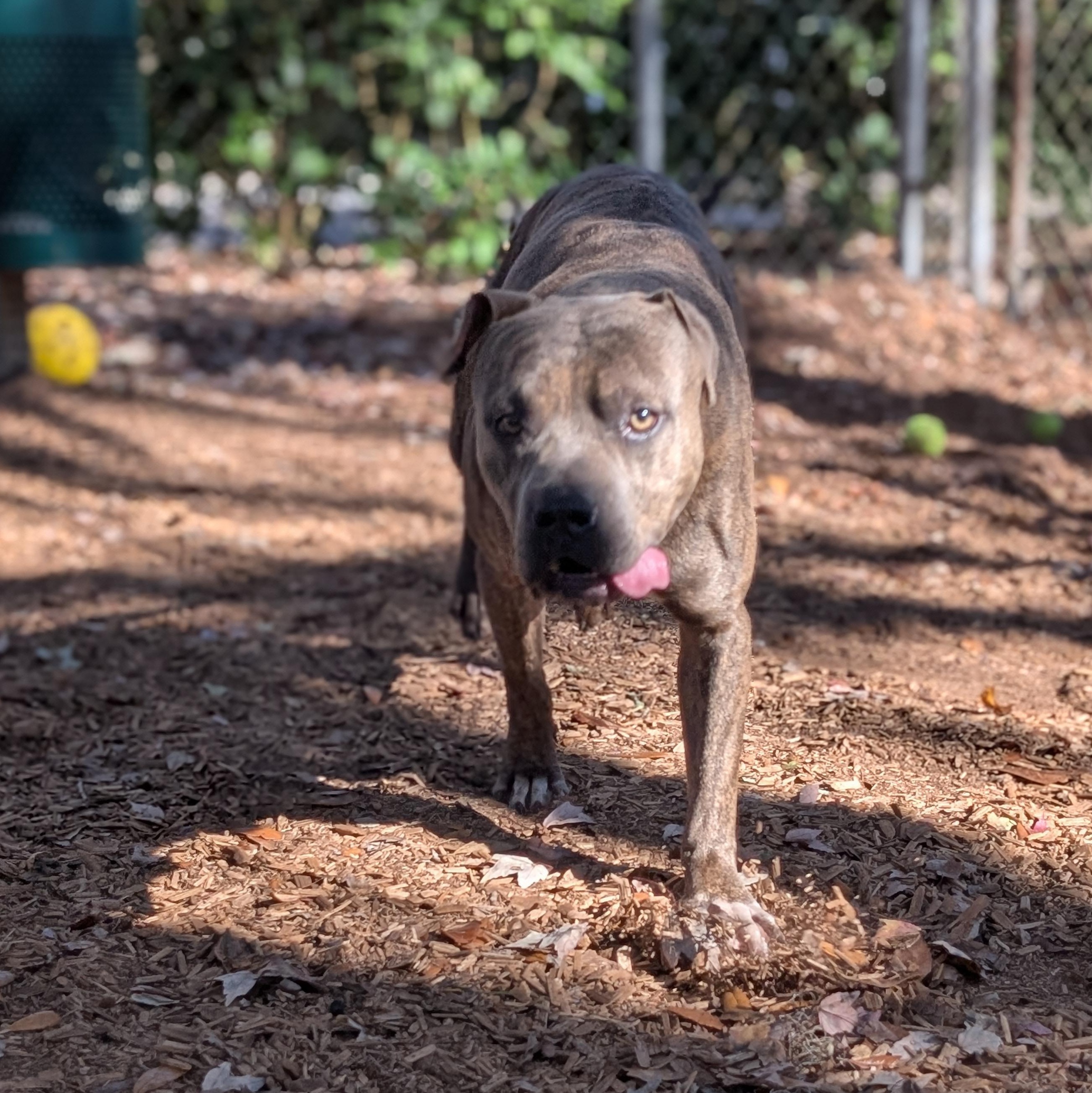 Enlarge Camo, a Adoptable mixed breed in St. Augustine, FL image 4/6